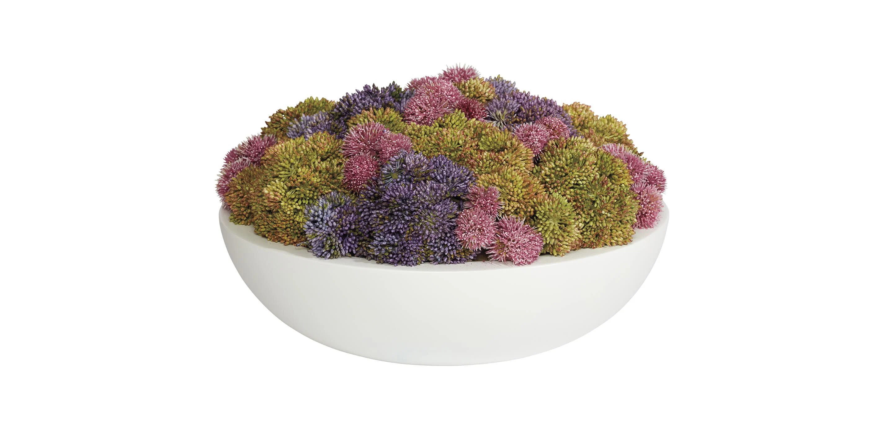 Succulents in Round White Bowl 1 Succulents in Round White Bowl